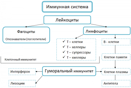 Уровни защиты имунной системы от А до Я.