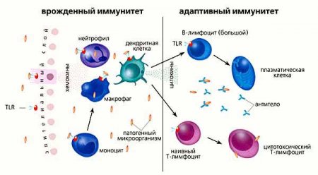 Уровни защиты имунной системы от А до Я.